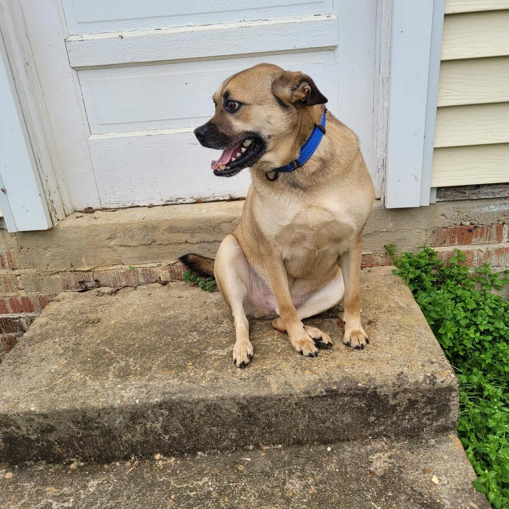 Enlarge Little Man, a Adoptable mixed breed in Fond Du Lac, WI image 6/6