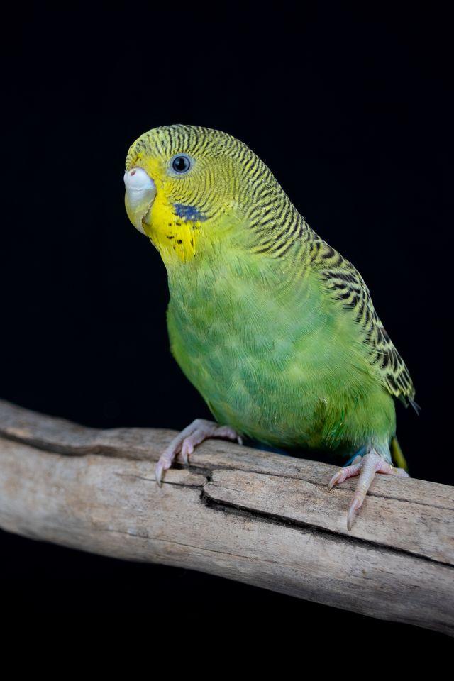 Robert (Green Female), Adopted, Young Female Parakeet (Other).