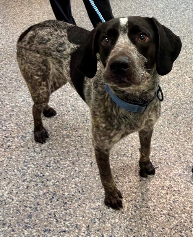 PJ, Adoptable, Adult Male German Shorthaired Pointer & Mixed Breed.