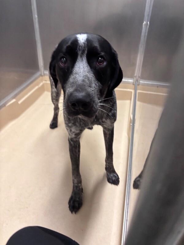 PJ, a Adoptable mixed breed in Burgaw, NC image 2/2