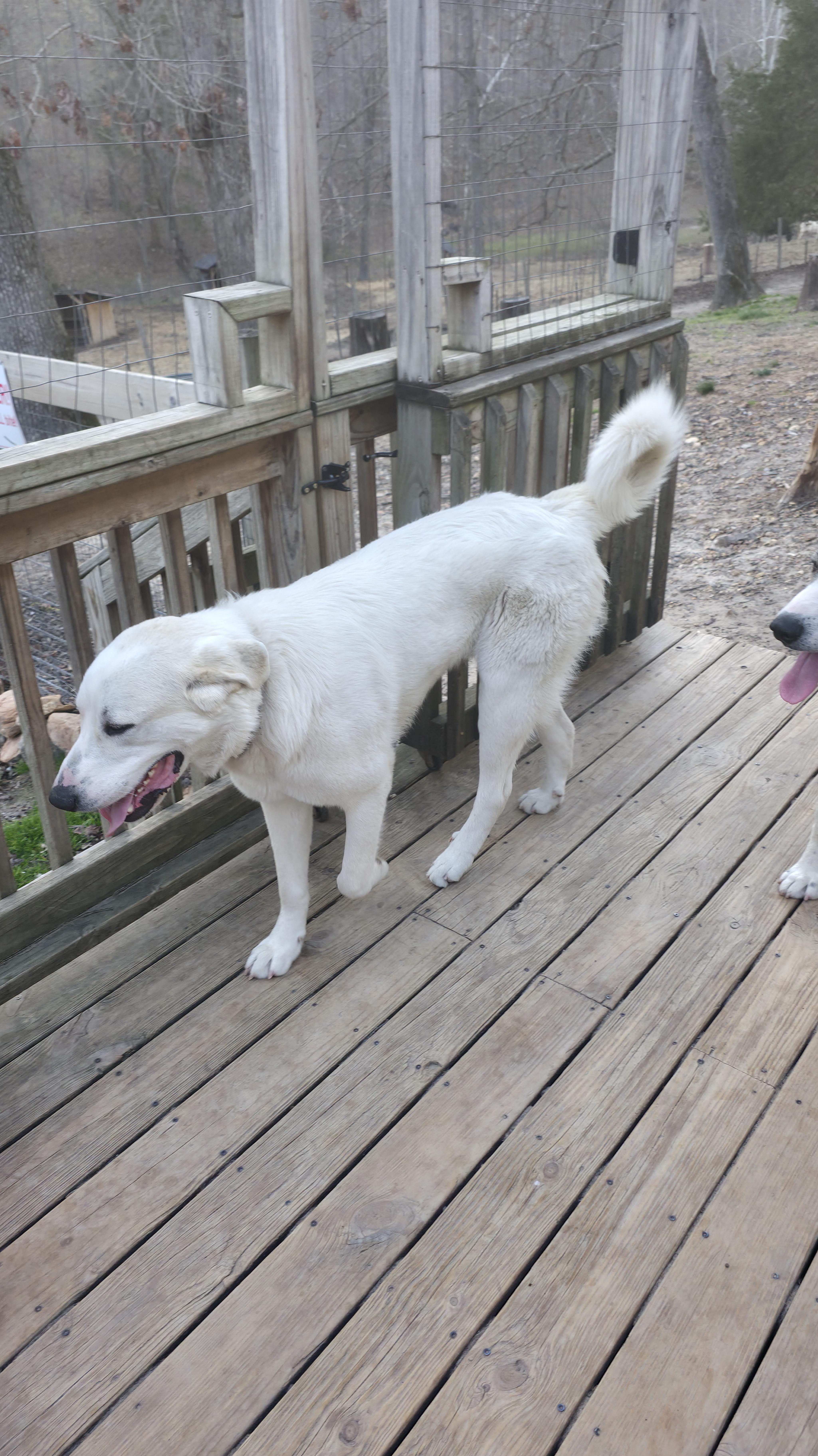 Enlarge Mike, a ADOPTABLE mixed breed in Dittmer, MO image 3/5