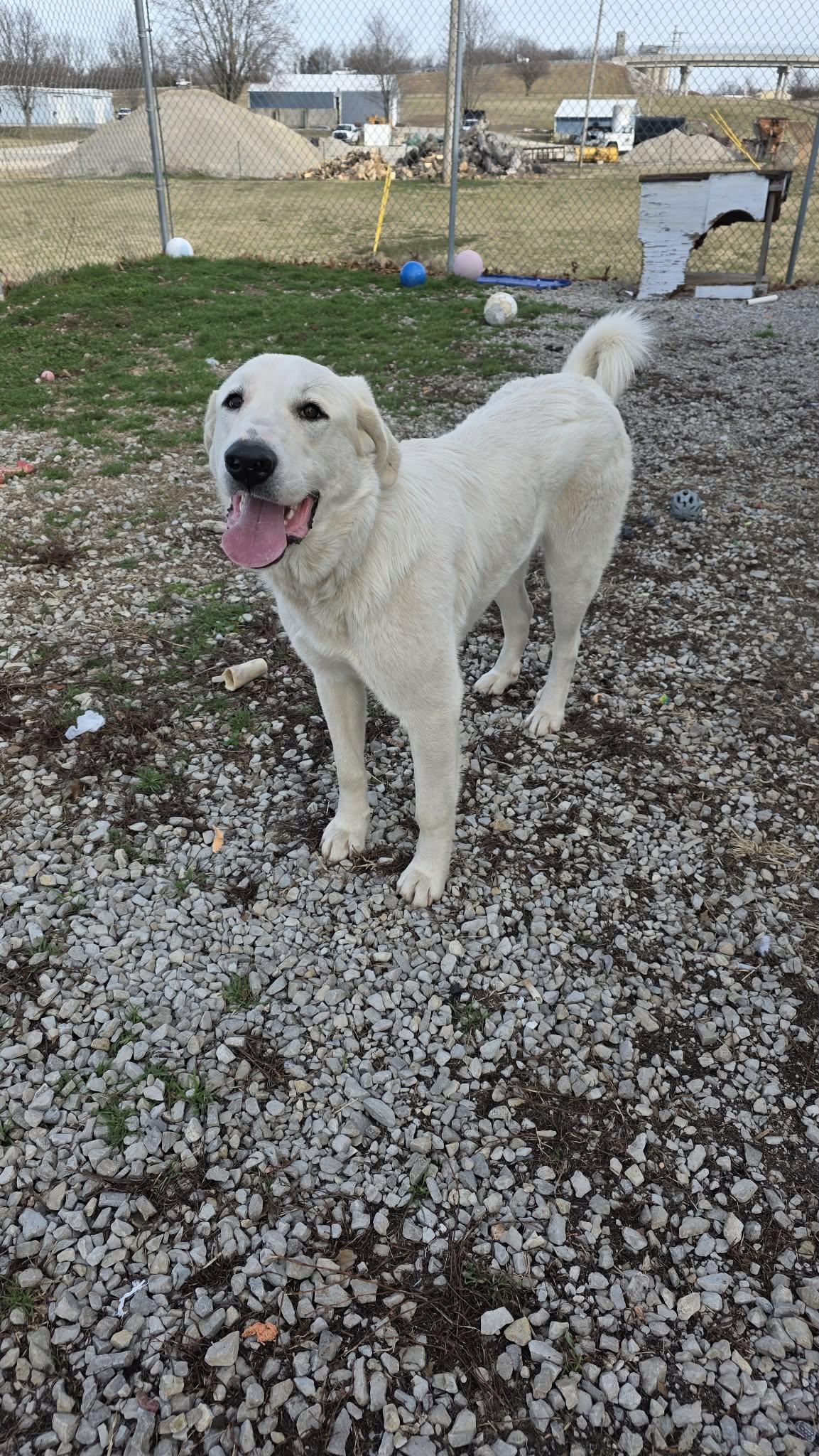 Mike, ADOPTABLE, Young Male Great Pyrenees & Anatolian Shepherd.