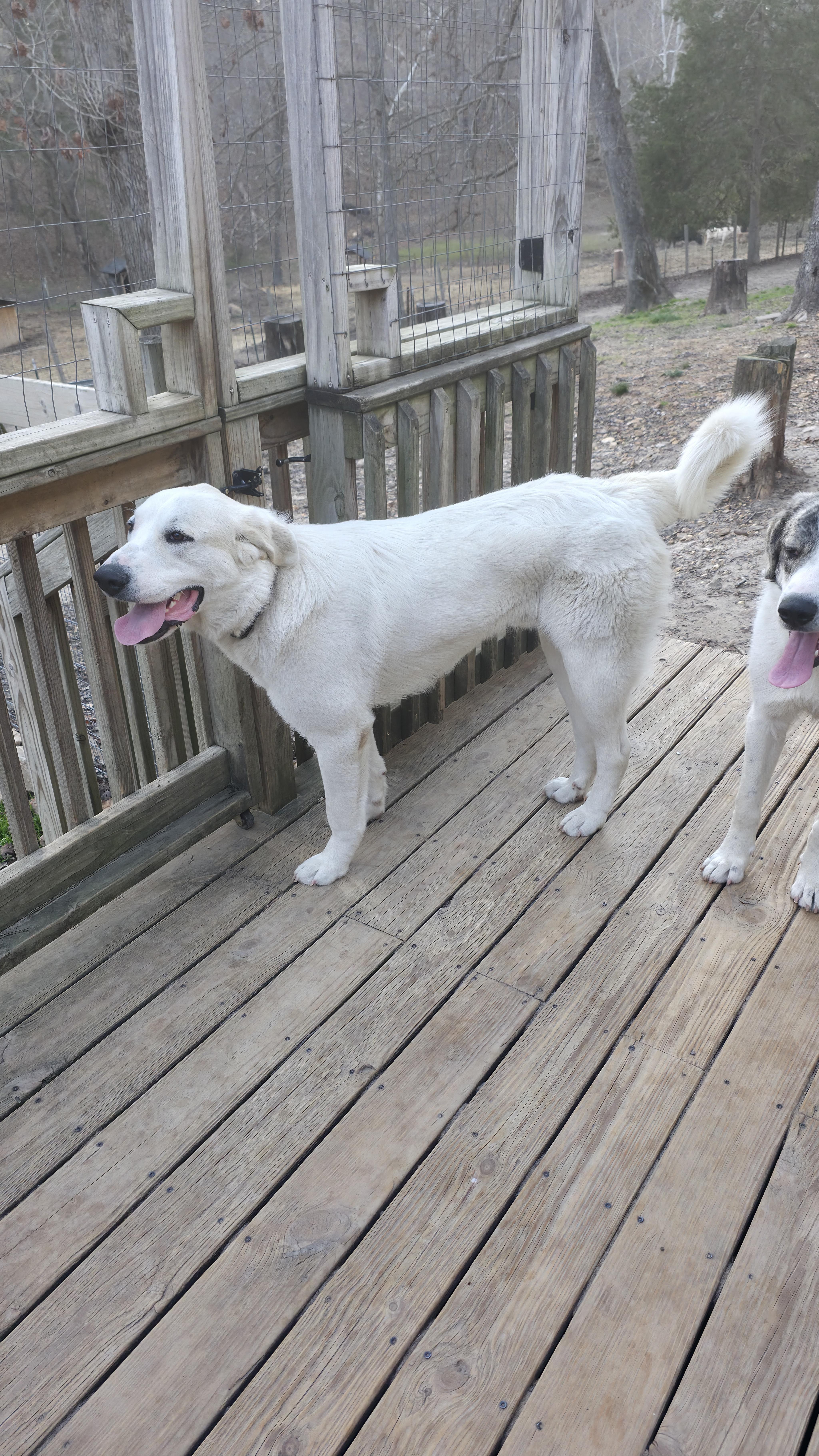 Enlarge Mike, a ADOPTABLE mixed breed in Dittmer, MO image 2/5
