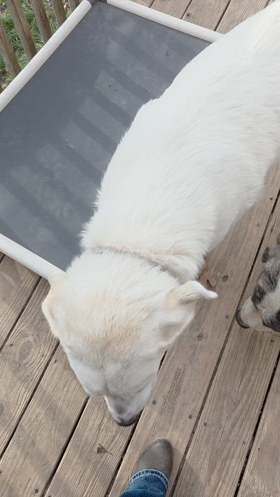 Enlarge Mike, a ADOPTABLE mixed breed in Dittmer, MO video 4/5