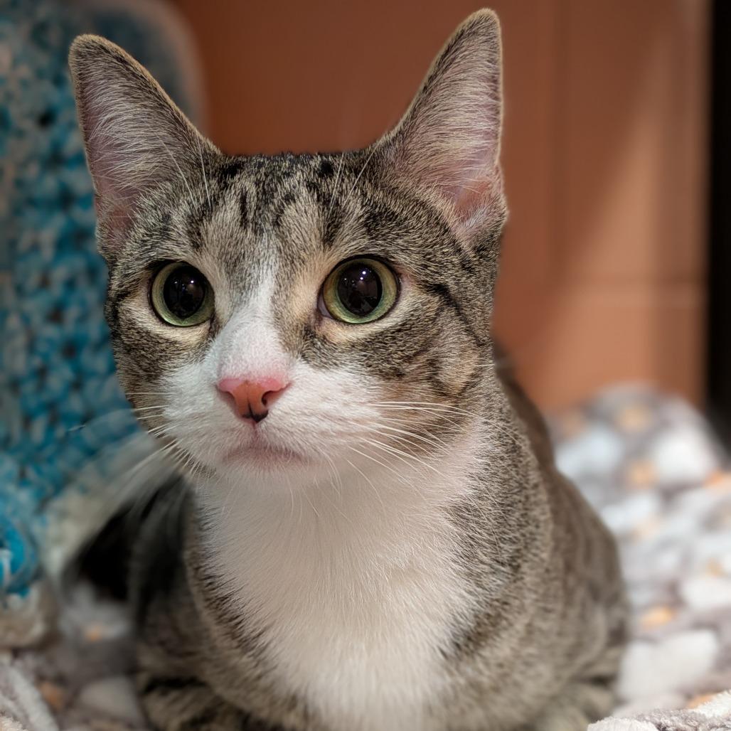 Honey, Adoptable, Adult Female Domestic Short Hair.