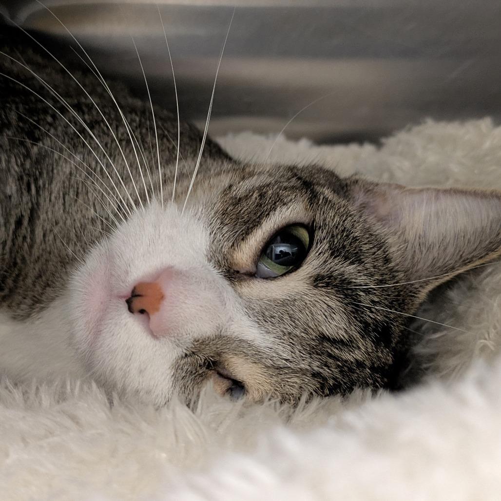 Enlarge Honey, a Adoptable Domestic Short Hair in South Burlington, VT image 2/6