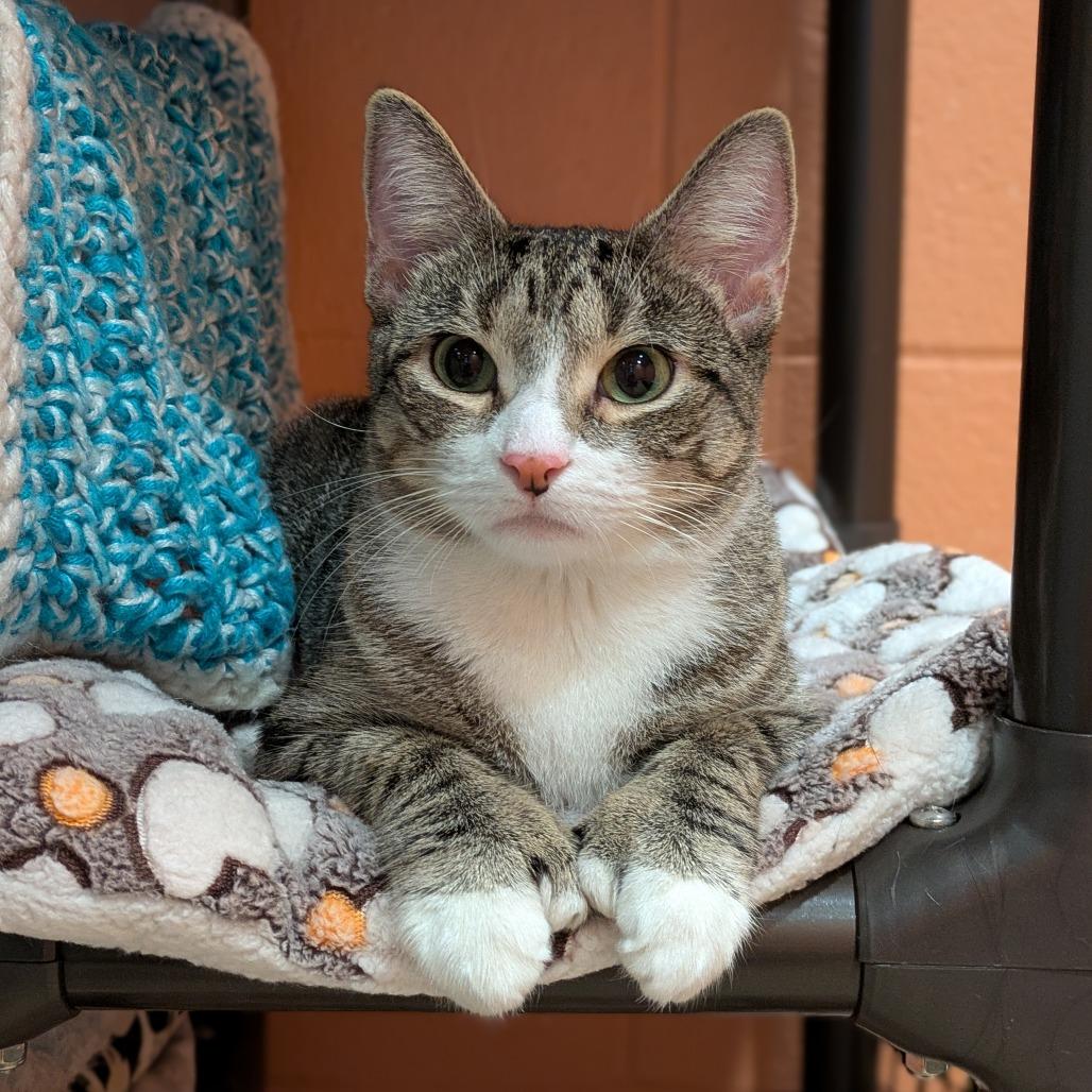 Enlarge Honey, a Adoptable Domestic Short Hair in South Burlington, VT image 3/6