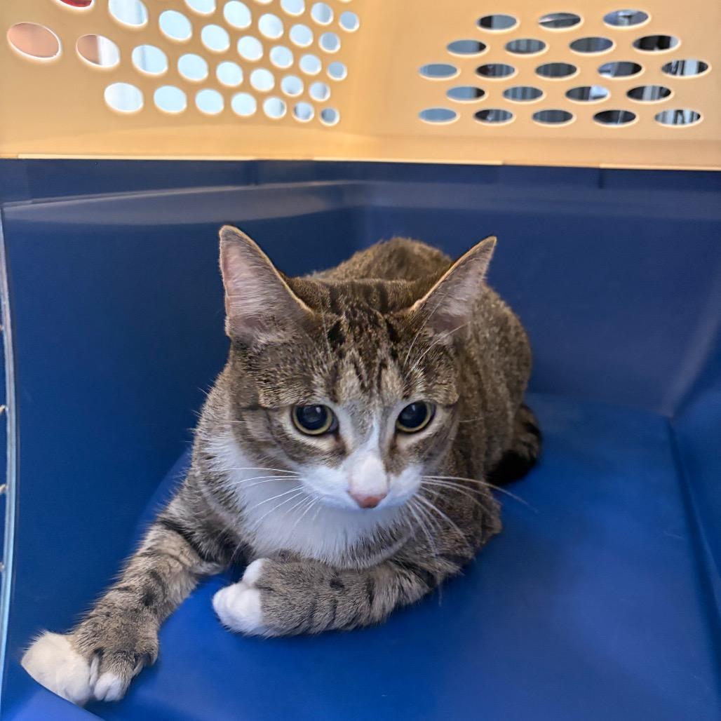 Enlarge Honey, a Adoptable Domestic Short Hair in South Burlington, VT image 4/6