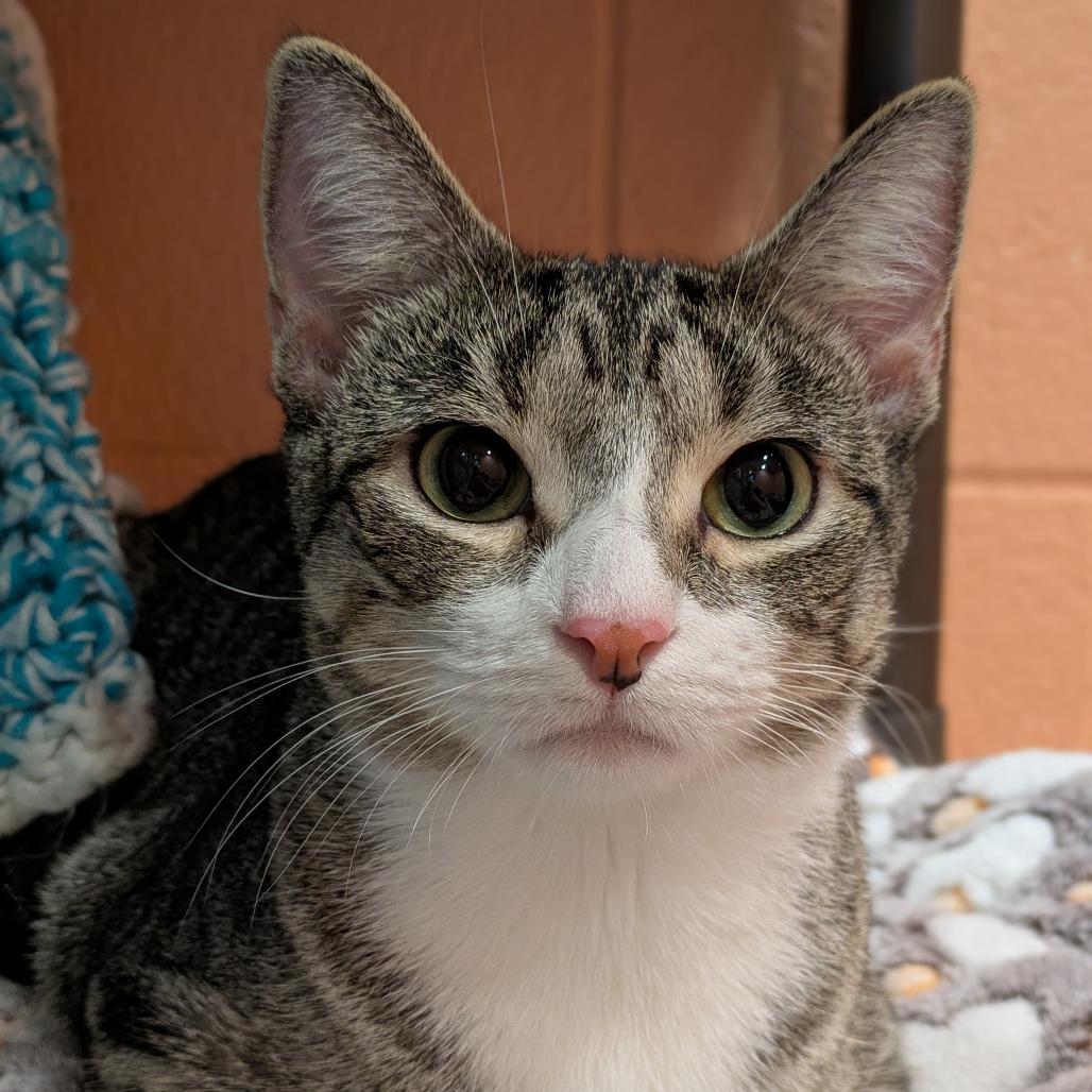 Enlarge Honey, a Adoptable Domestic Short Hair in South Burlington, VT image 5/6