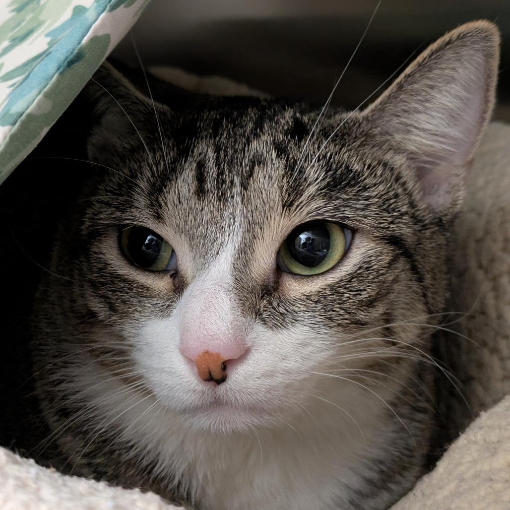 Enlarge Honey, a Adoptable Domestic Short Hair in South Burlington, VT image 6/6