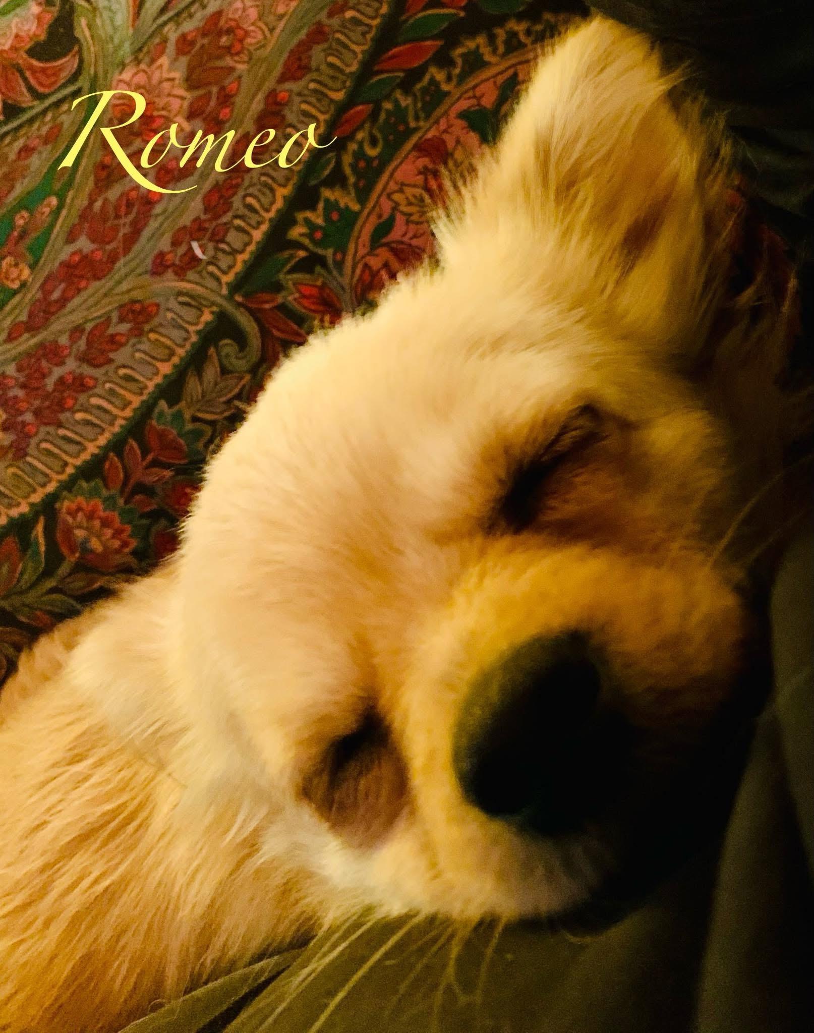 Romeo, an adopted mixed breed in Elburn, IL image 2/5