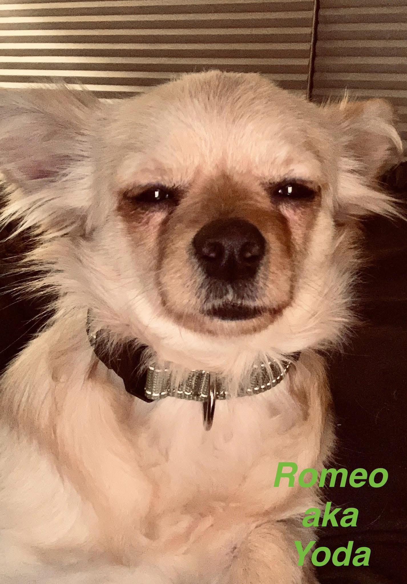 Romeo, an adopted mixed breed in Elburn, IL image 1/5