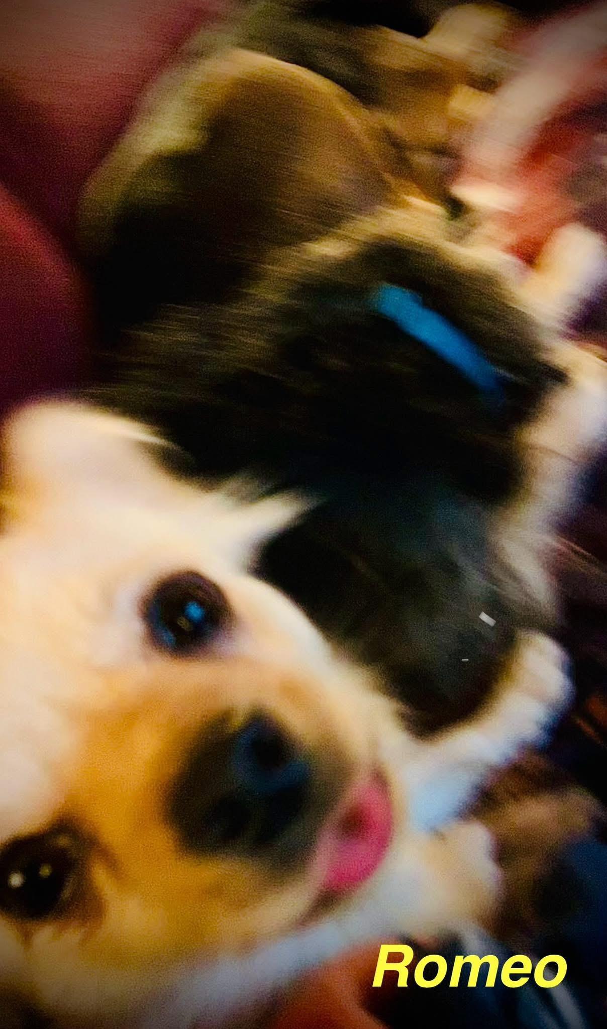 Romeo, an adopted mixed breed in Elburn, IL image 4/5