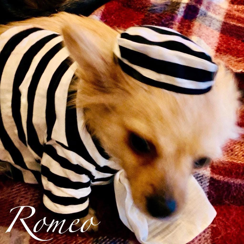 Romeo, an adopted mixed breed in Elburn, IL image 3/5
