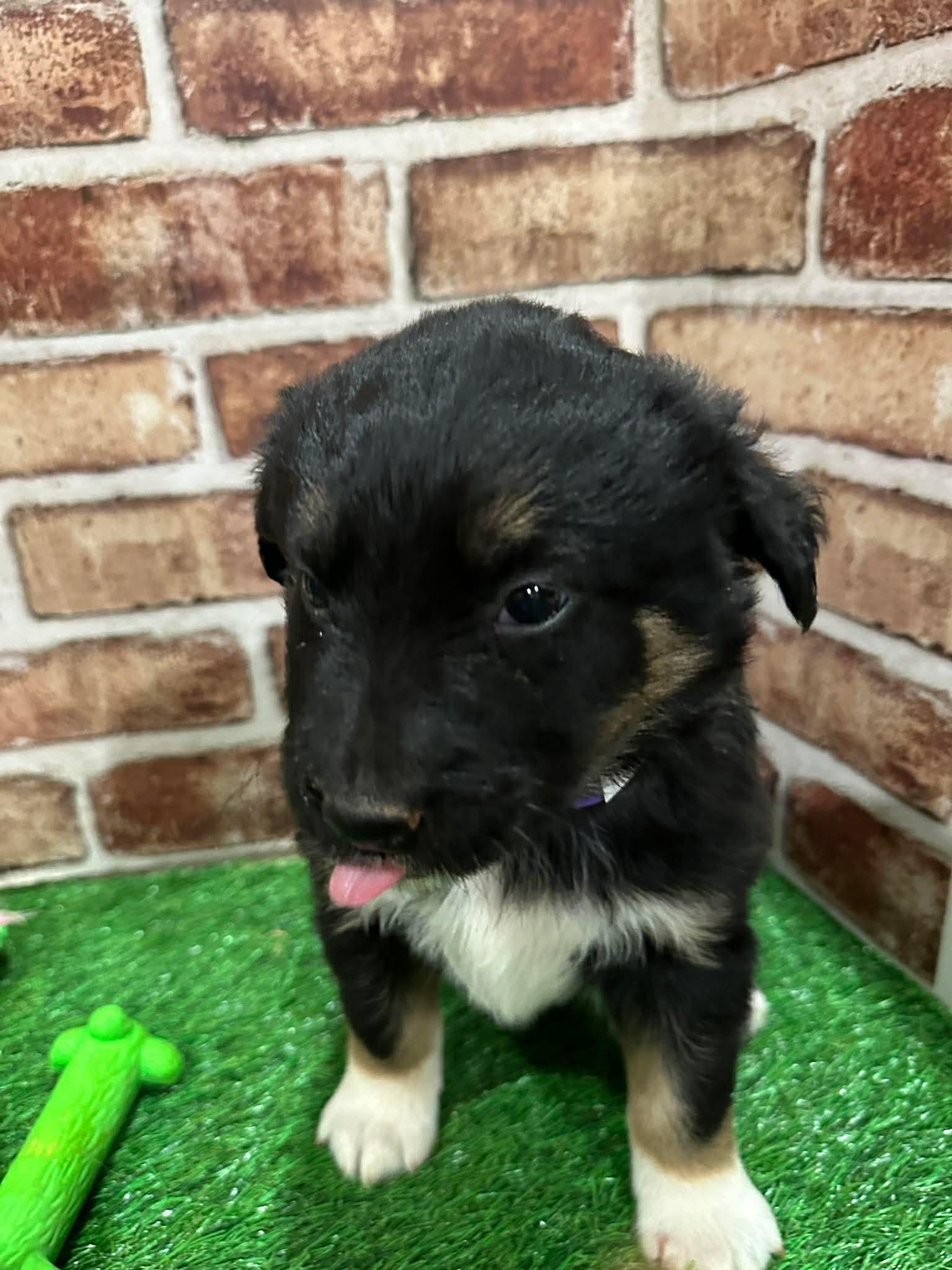 Elsa EG in MS, Adoptable, Puppy Female Labrador Retriever.