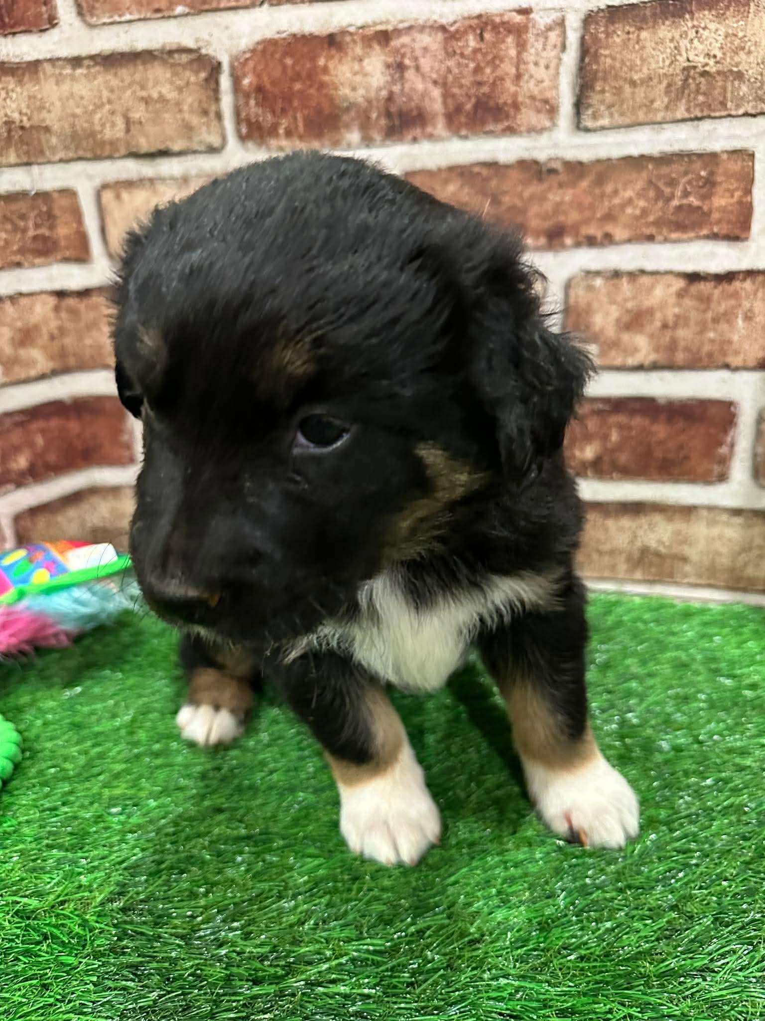 Enlarge Elsa EG in MS, a Adoptable Labrador Retriever in Warwick, RI image 2/3