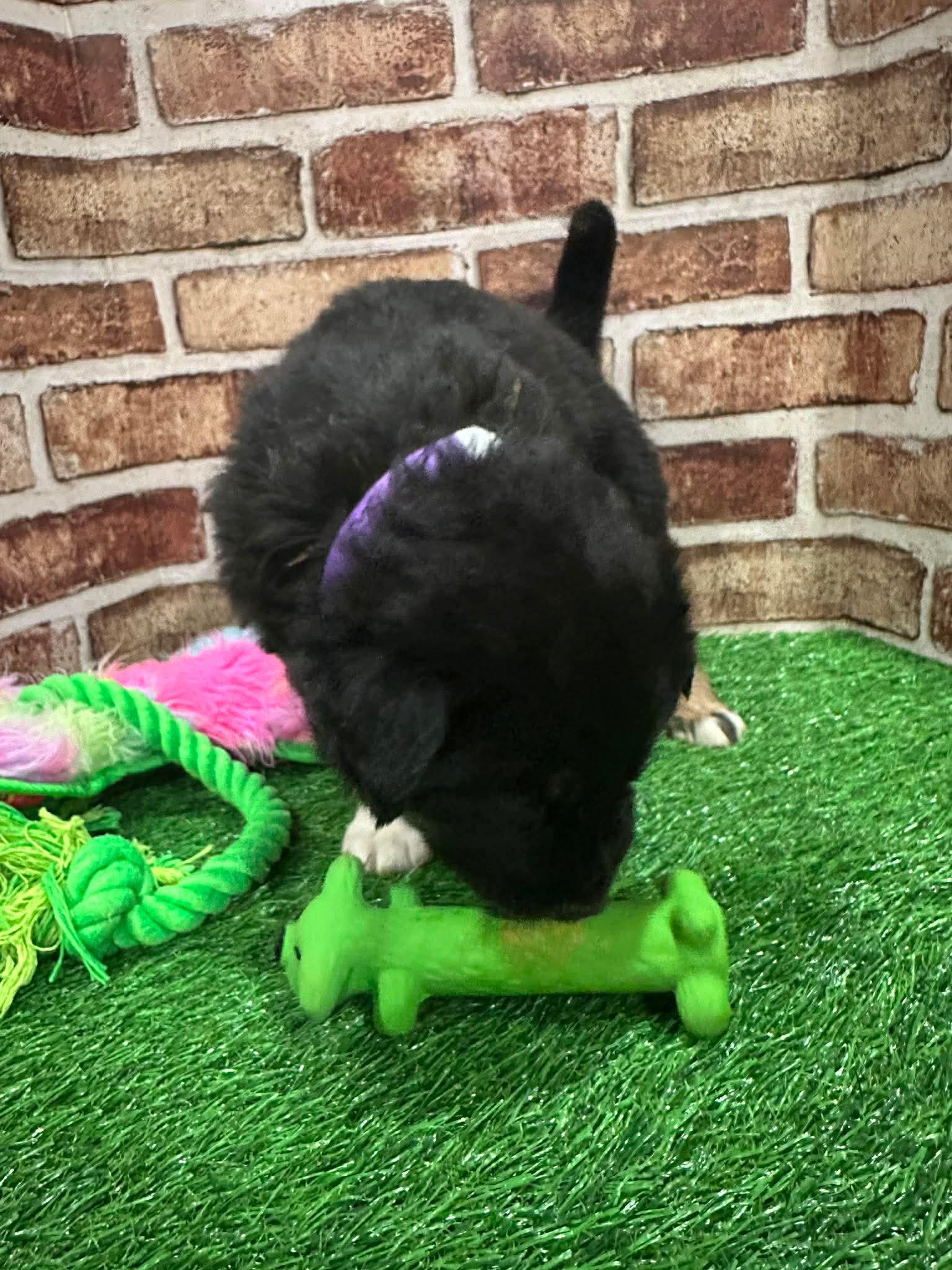 Enlarge Elsa EG in MS, a Adoptable Labrador Retriever in Warwick, RI image 3/3