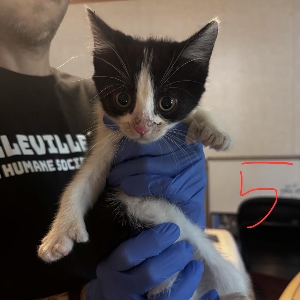 Enlarge Baby, a Adoptable Domestic Medium Hair in Belleville, IL image 1/2