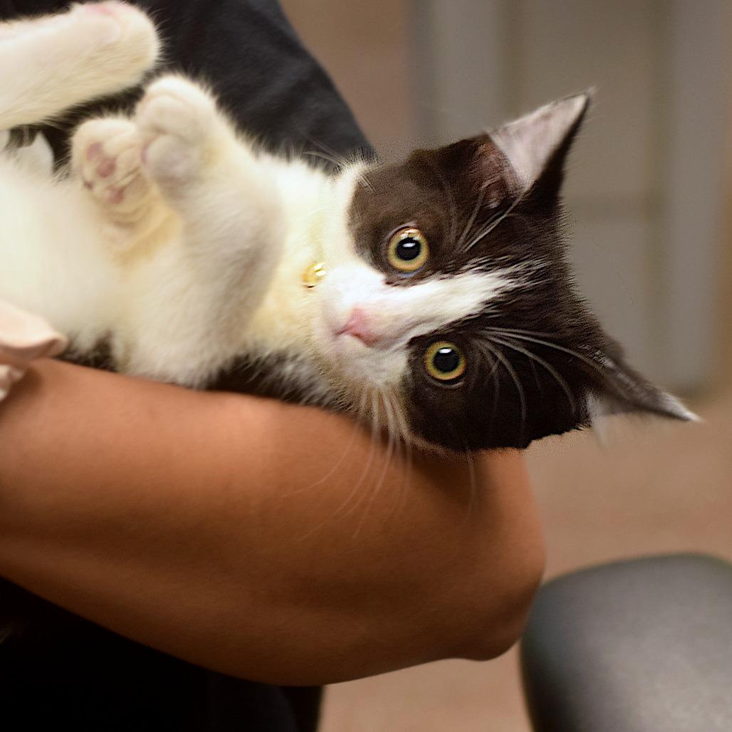 Enlarge Baby, a Adoptable Domestic Medium Hair in Belleville, IL image 2/2