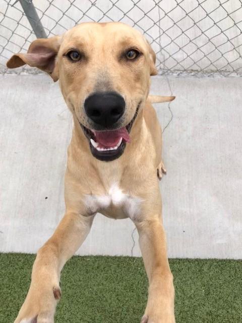 Enlarge Toffee, a Adoptable Labrador Retriever in Fayetteville, AR image 5/5