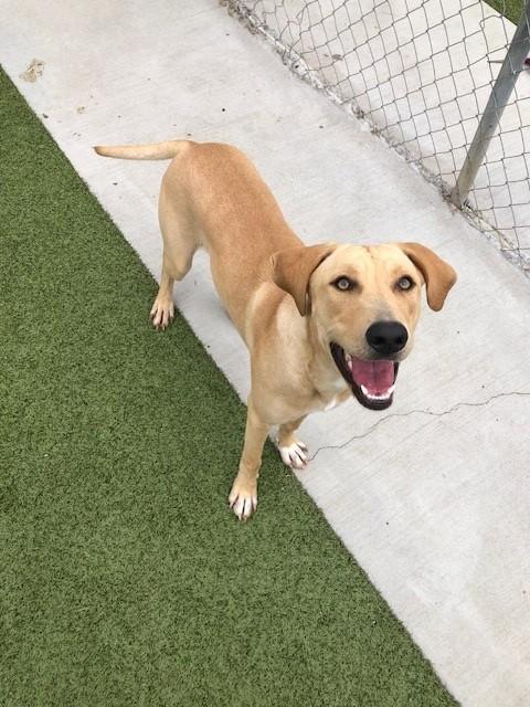 Enlarge Toffee, a Adoptable Labrador Retriever in Fayetteville, AR image 3/5