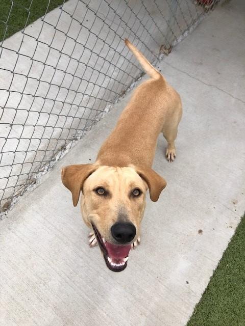 Enlarge Toffee, a Adoptable Labrador Retriever in Fayetteville, AR image 4/5