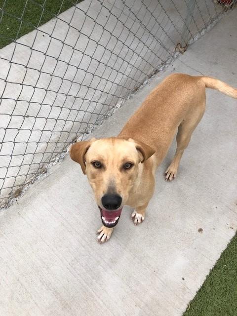 Enlarge Toffee, a Adoptable Labrador Retriever in Fayetteville, AR image 1/5