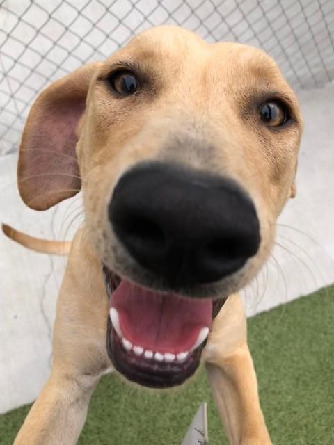 Enlarge Toffee, a Adoptable Labrador Retriever in Fayetteville, AR image 2/5