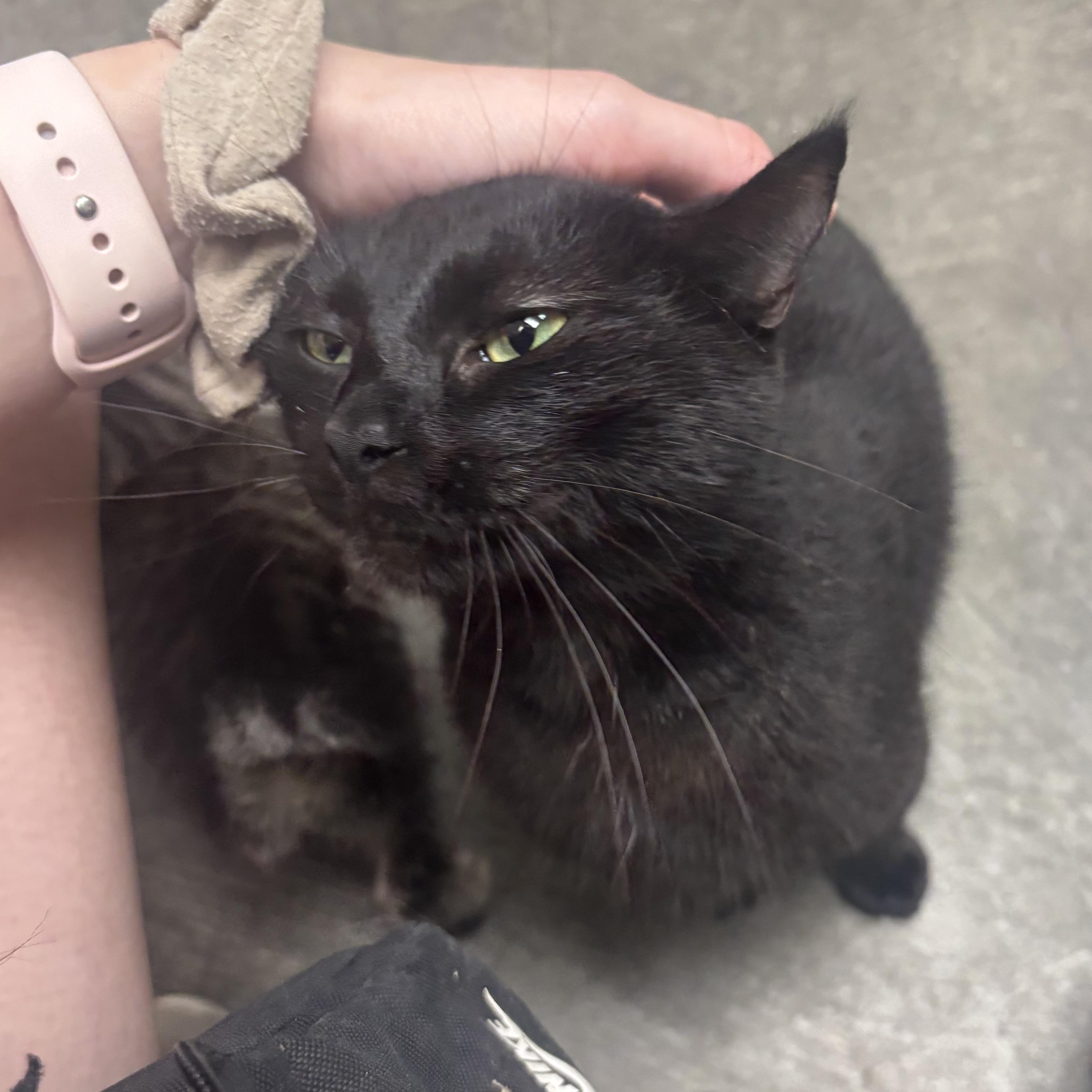 Vilet, an adopted Domestic Short Hair in Waynesburg, PA image 5/6