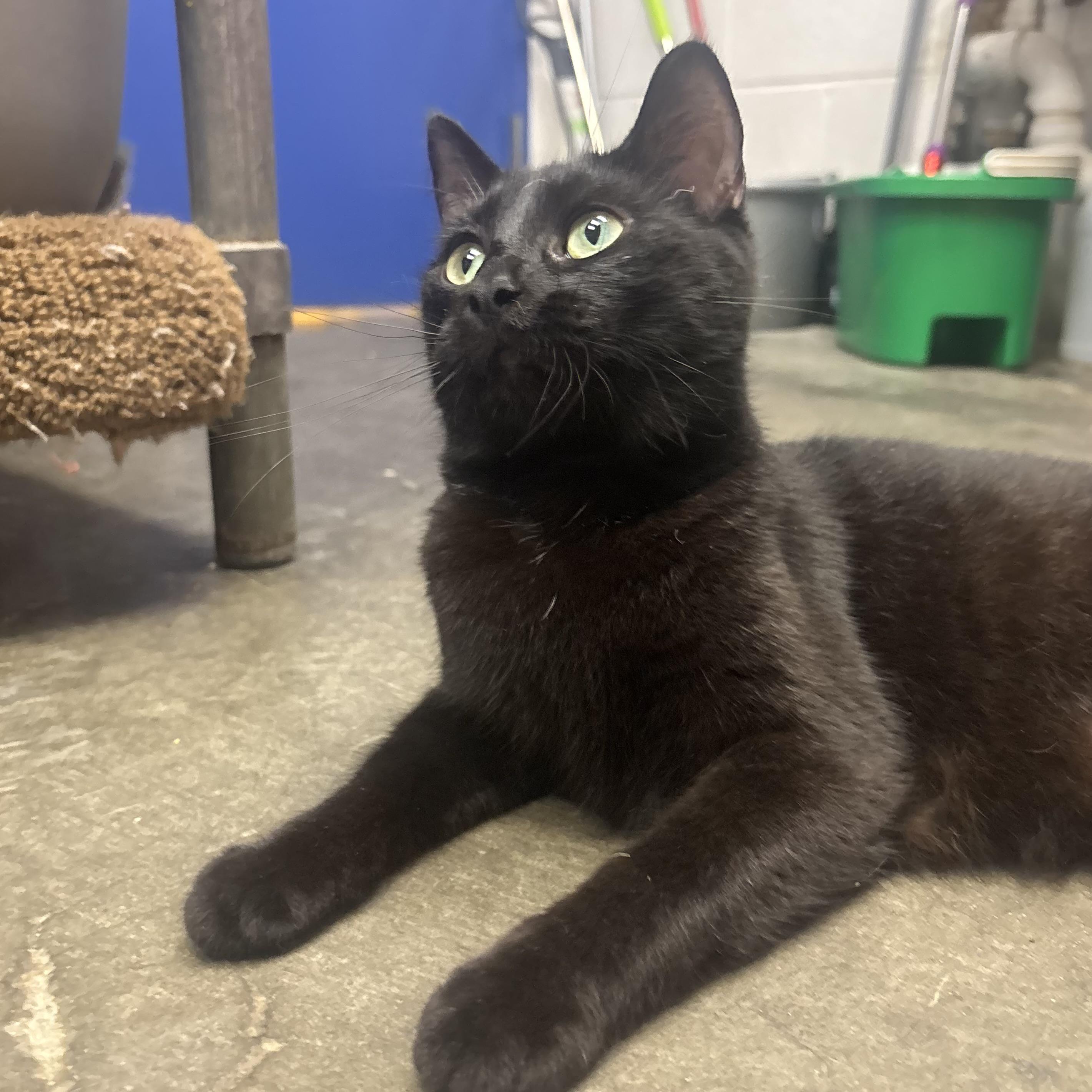 Vilet, an adopted Domestic Short Hair in Waynesburg, PA image 3/6