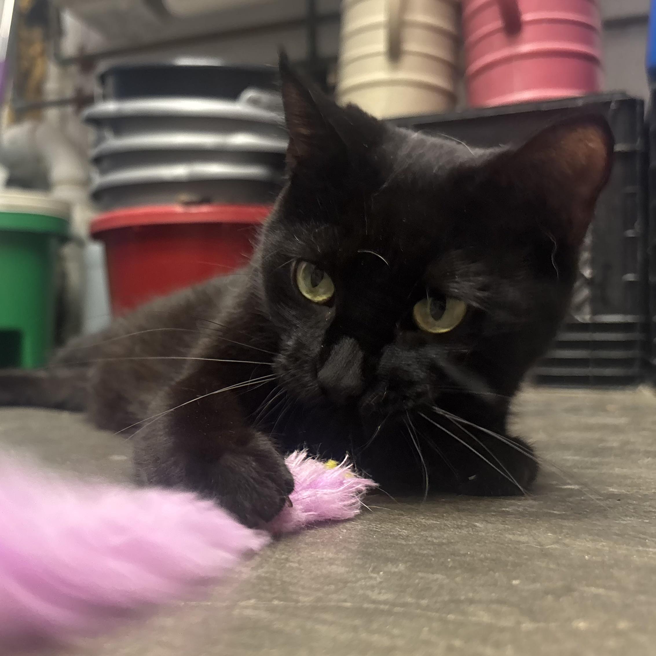 Vilet, an adopted Domestic Short Hair in Waynesburg, PA image 4/6