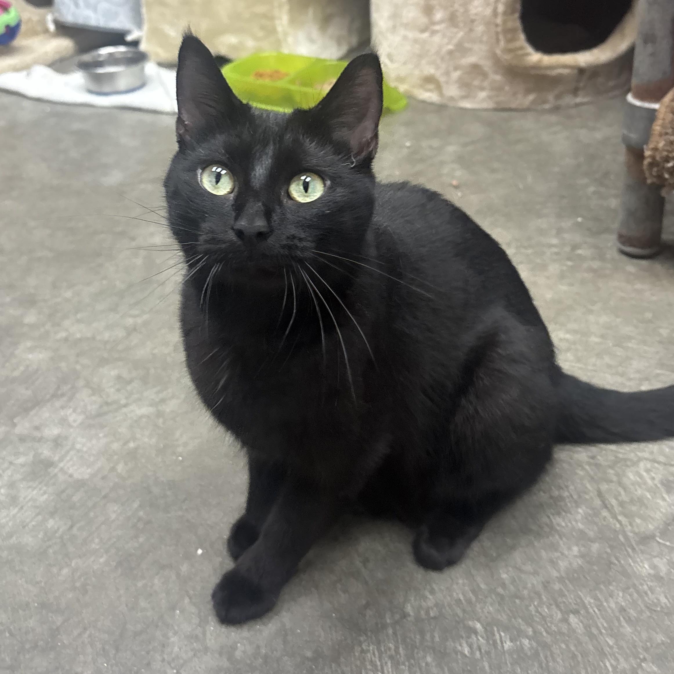 Vilet, an adopted Domestic Short Hair in Waynesburg, PA image 1/6
