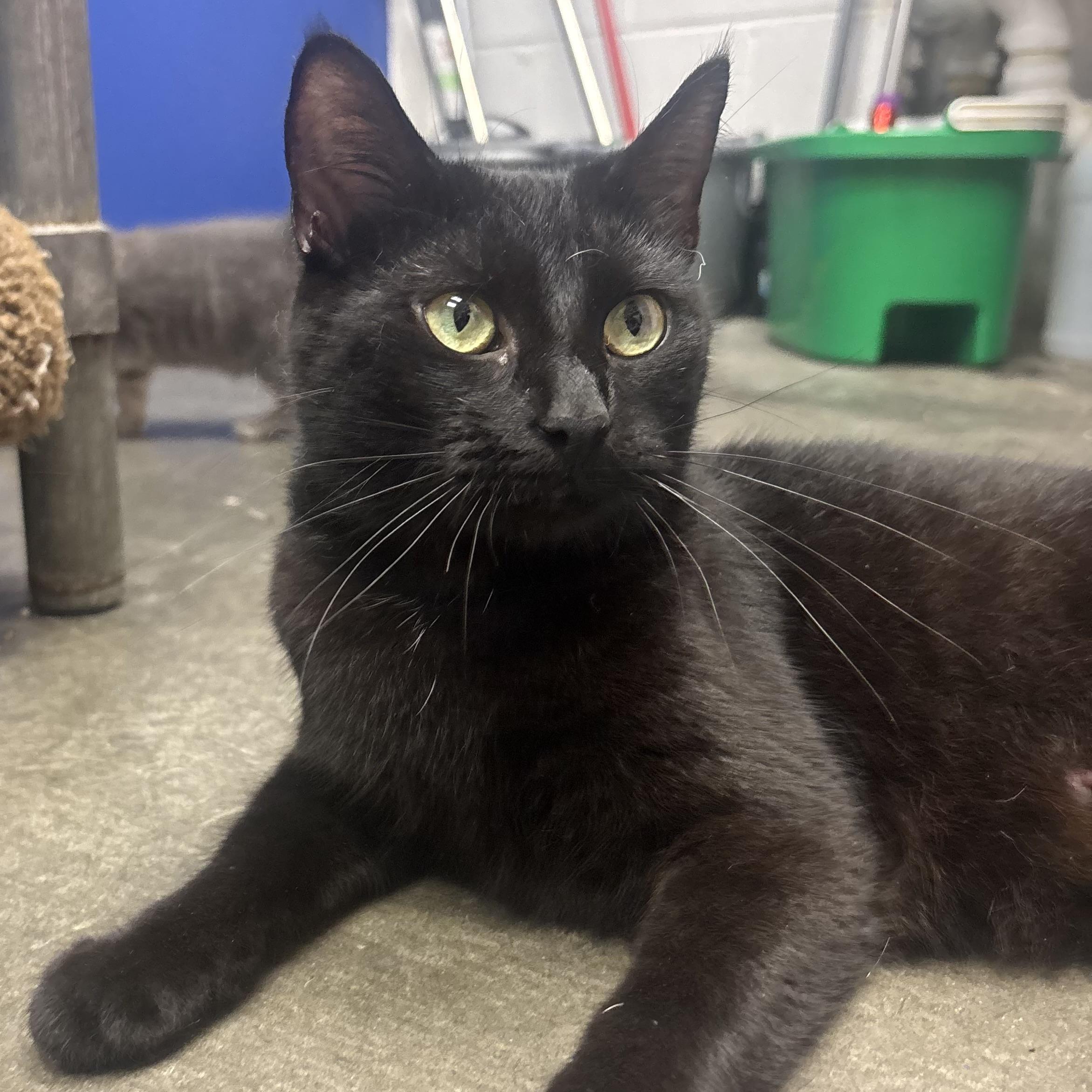 Vilet, an adopted Domestic Short Hair in Waynesburg, PA image 2/6
