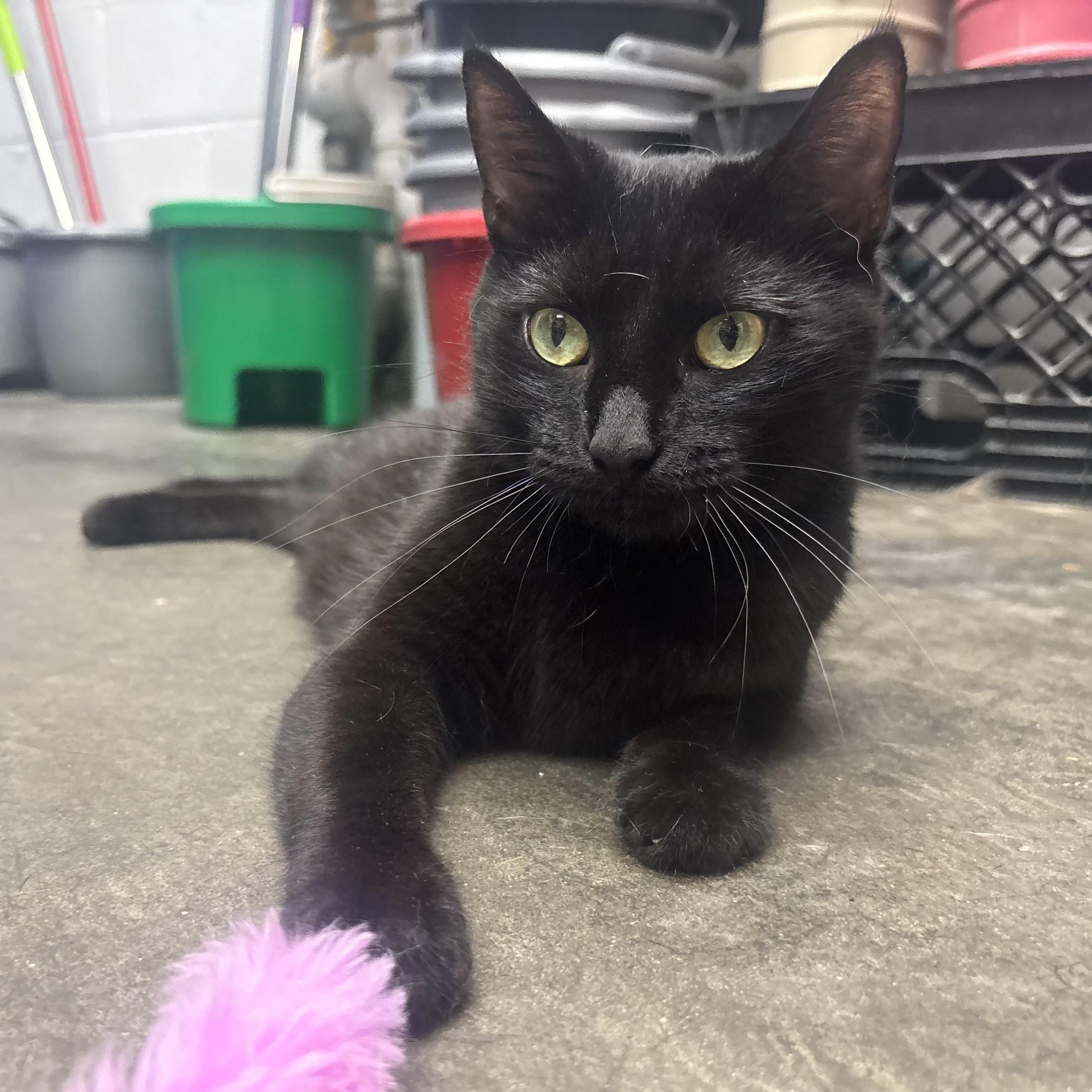 Vilet, an adopted Domestic Short Hair in Waynesburg, PA image 6/6