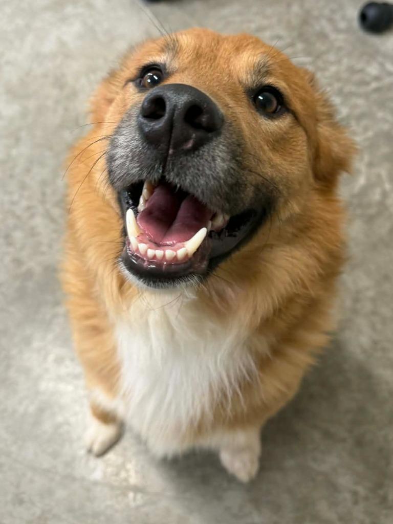 Lucas, Adoptable, Adult Male Mixed Breed.