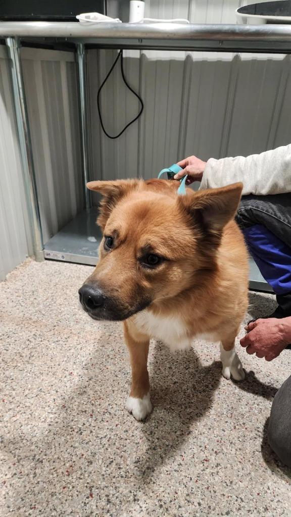 Lucas, Adoptable, Adult Male Mixed Breed.