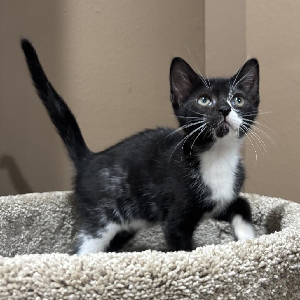 Enlarge Tonka, a Adoptable Domestic Short Hair in New Port Richey, FL image 1/1