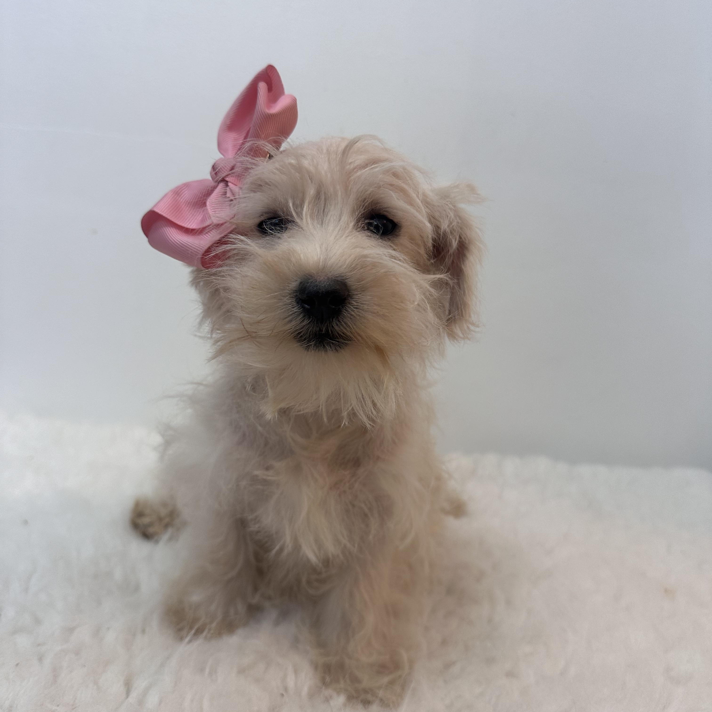 Enlarge Wendy, an adopted mixed breed in Wrightstown, NJ image 5/6