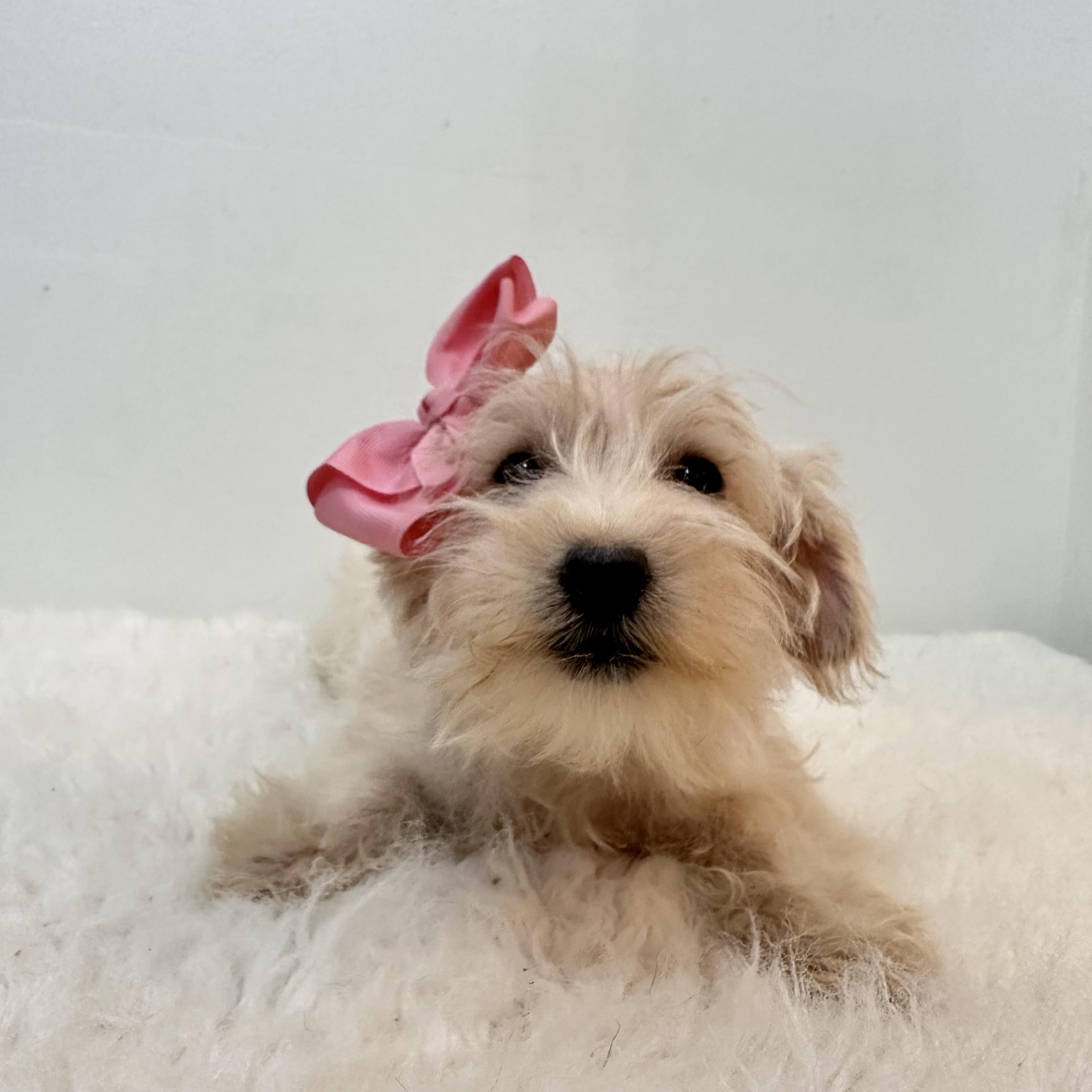 Enlarge Wendy, an adopted mixed breed in Wrightstown, NJ image 2/6