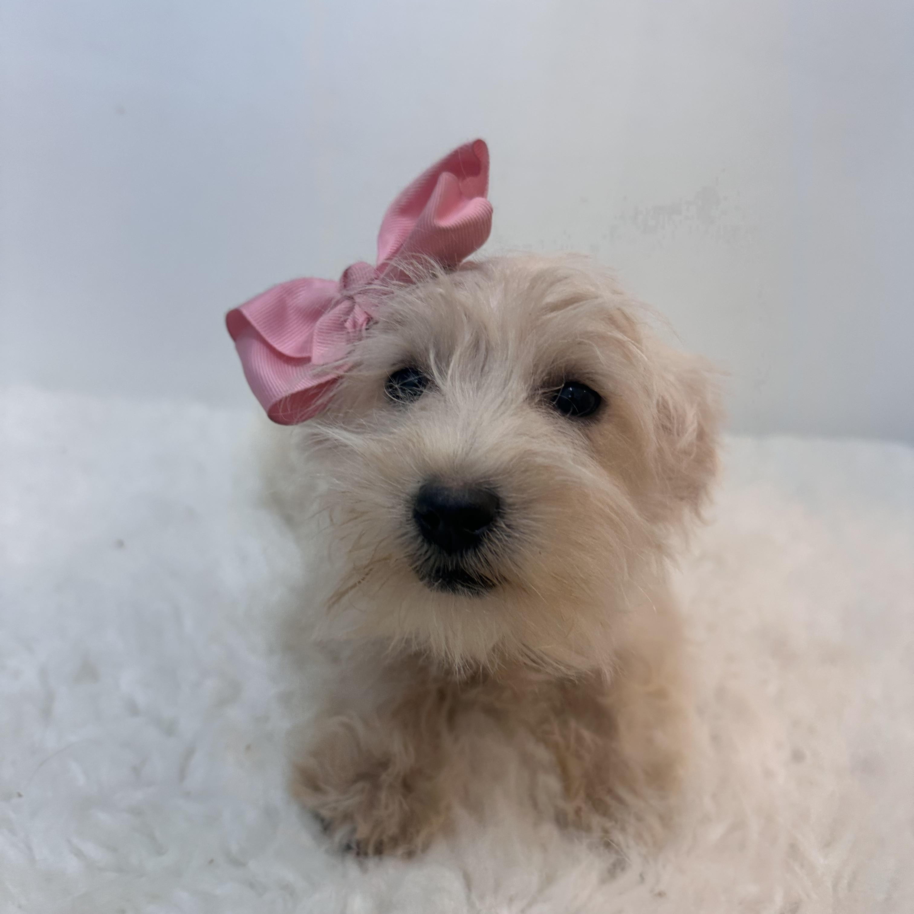 Enlarge Wendy, an adopted mixed breed in Wrightstown, NJ image 6/6