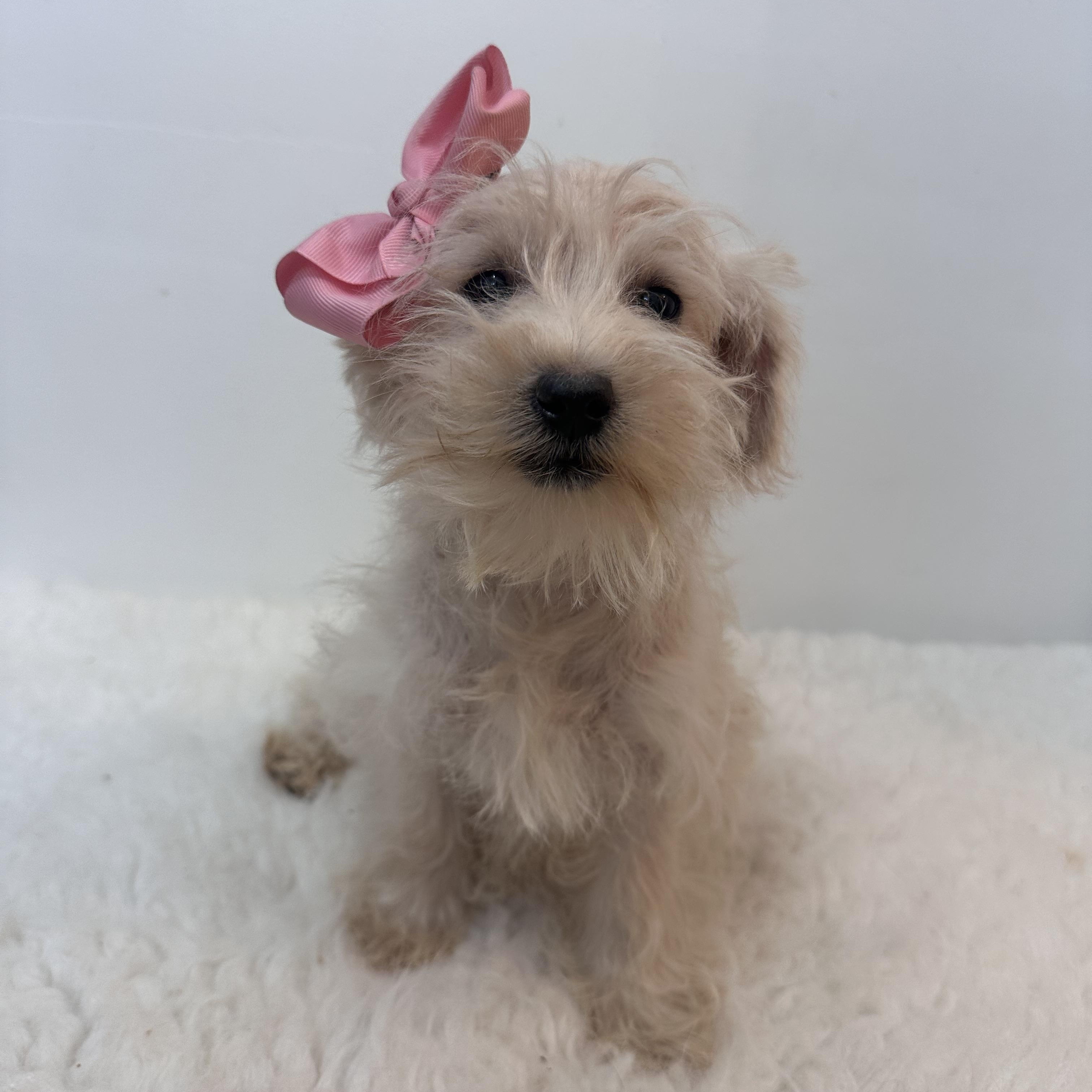 Wendy, adopted, Puppy Female West Highland White Terrier / Westie & Poodle (Toy).