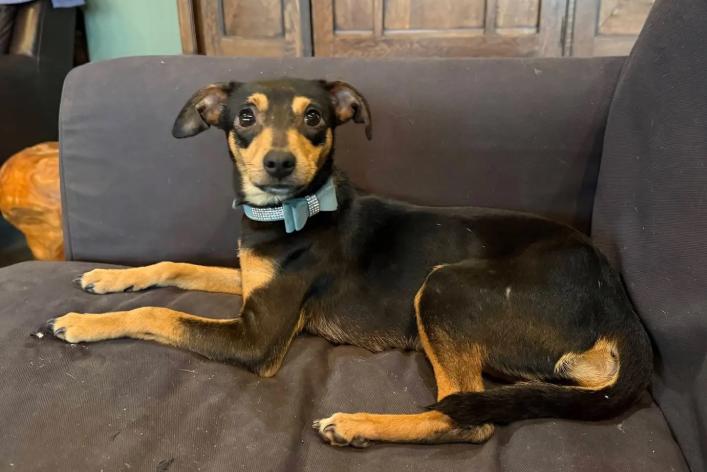 Paisley Peapod, Adoptable, Puppy Female Dachshund.