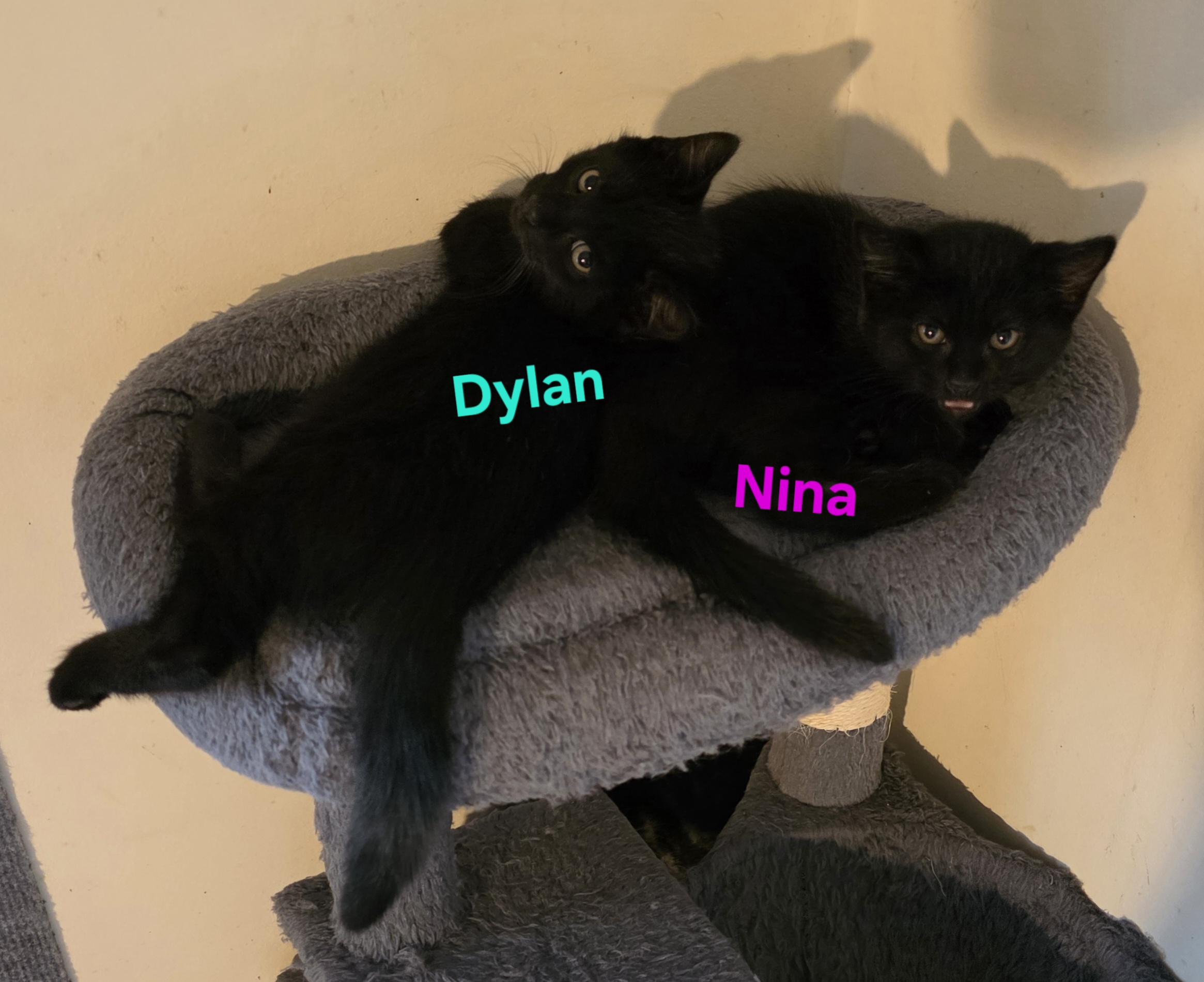 Nina, a ADOPTABLE Domestic Short Hair in Jamesville, NY image 4/6