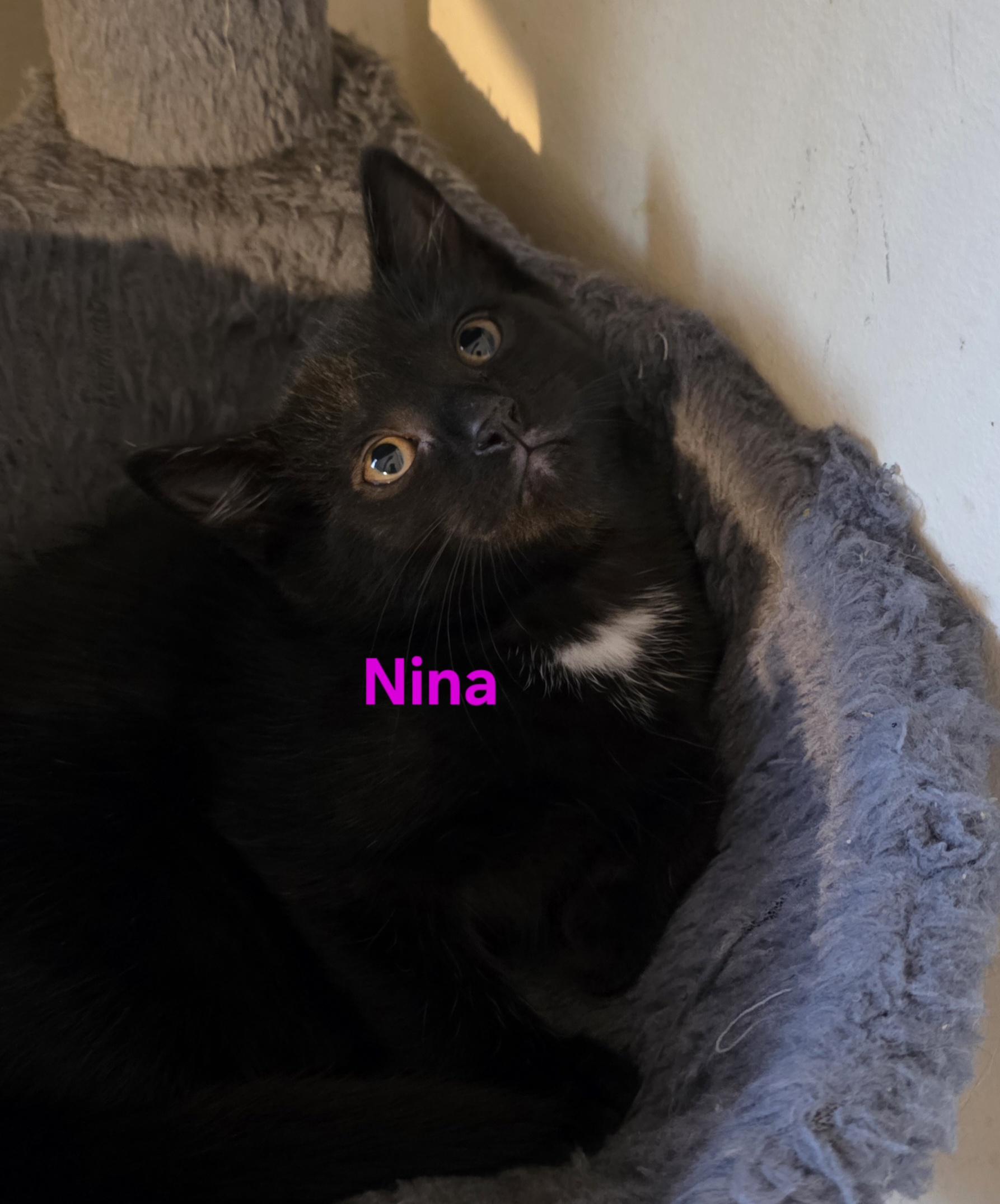 Nina, a ADOPTABLE Domestic Short Hair in Jamesville, NY image 1/6