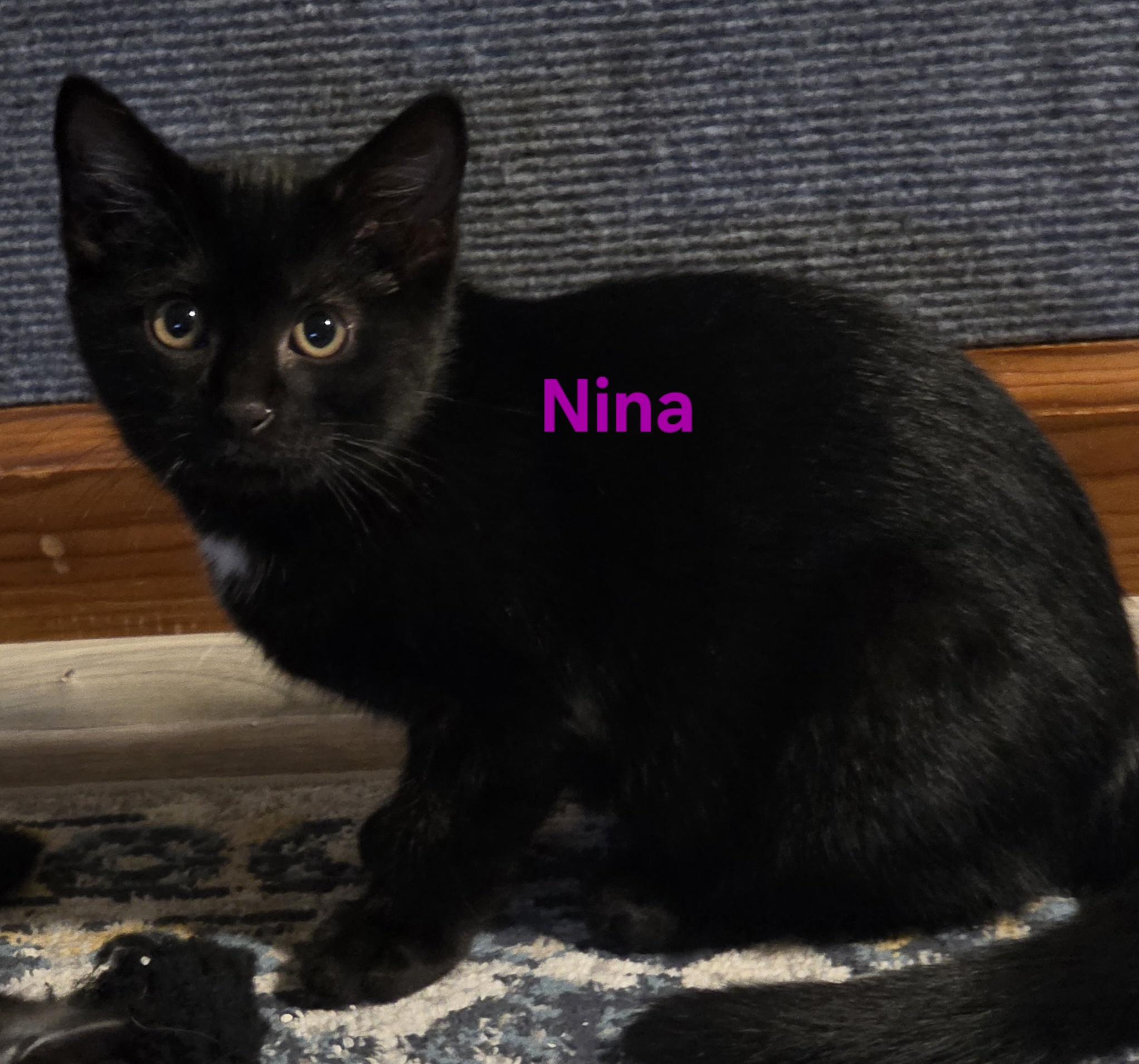 Nina, a ADOPTABLE Domestic Short Hair in Jamesville, NY image 2/6