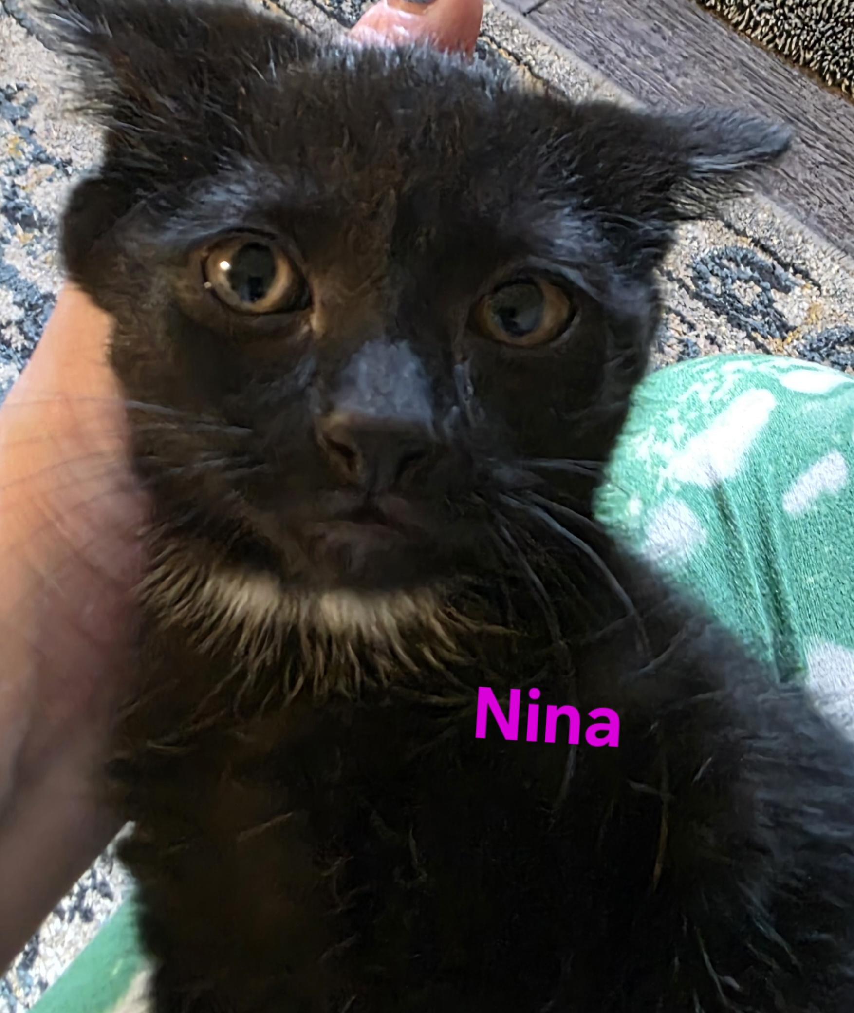 Nina, a ADOPTABLE Domestic Short Hair in Jamesville, NY image 3/6