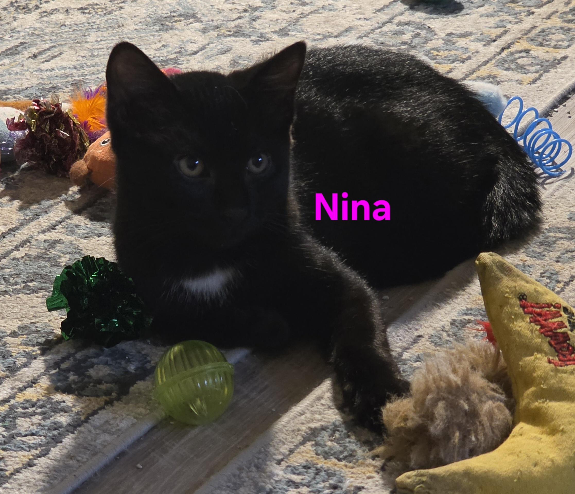 Nina, a ADOPTABLE Domestic Short Hair in Jamesville, NY image 2/6