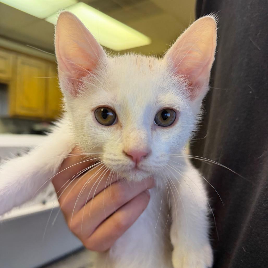 Wally F-21624, Adoptable, Young Male Domestic Short Hair.