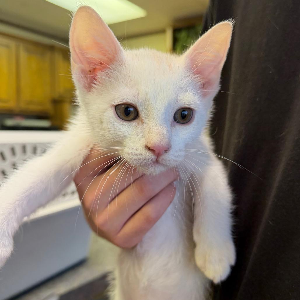 Wally F-21624, a Adoptable Domestic Short Hair in Oklahoma City, OK image 2/3