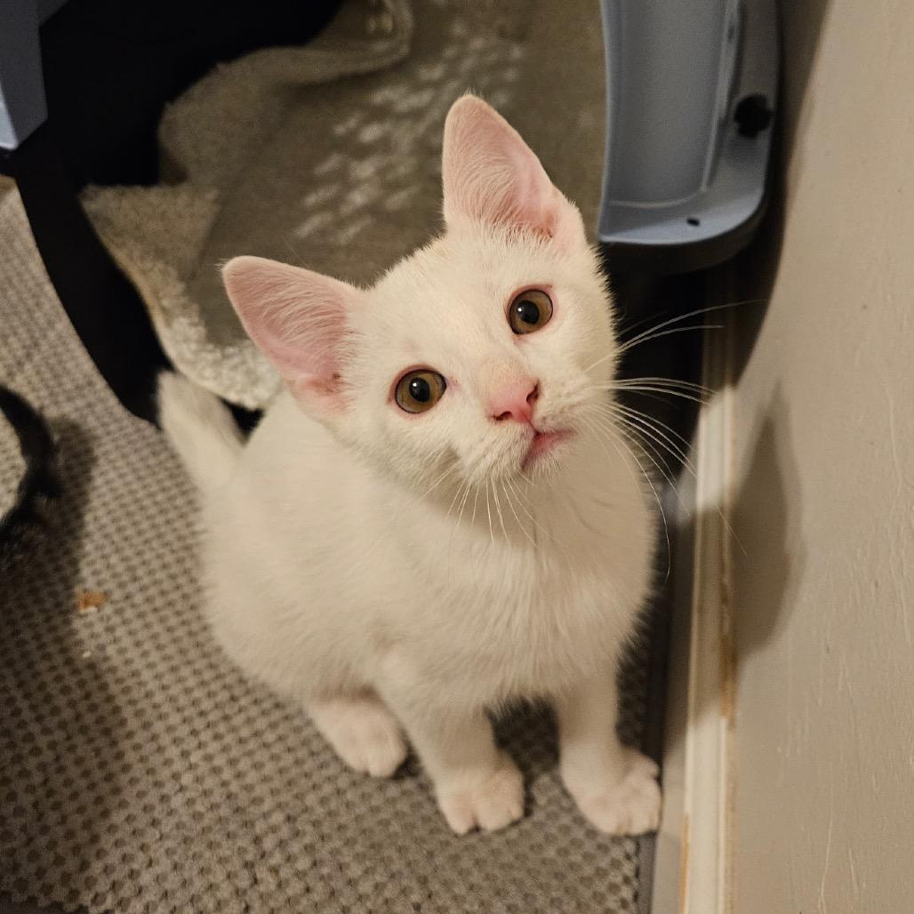Wally F-21624, a Adoptable Domestic Short Hair in Oklahoma City, OK image 3/3